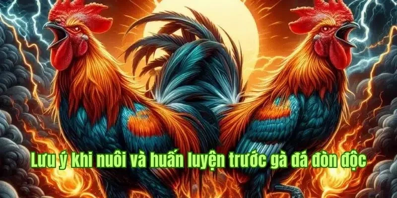 Tổng hợp các yếu tố cần lưu ý khi nuôi và huấn luyện chiến kê