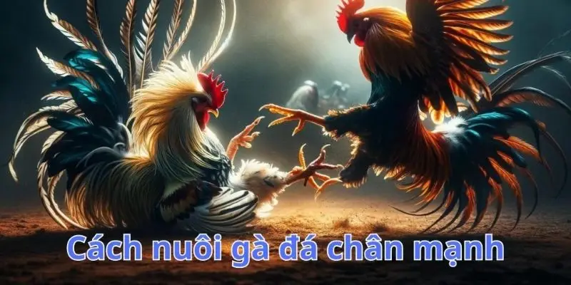 cách nuôi gà đá chân mạnh